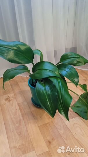 Хатиора, фикус, декабрист, эухарис, пеперомия и др