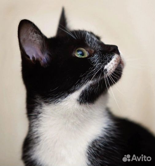 Котенок Пашка ищет место в сердечке