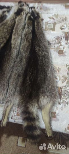Шкуры енота