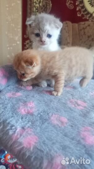 Шотландские котята