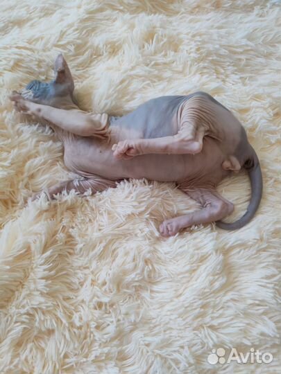 Донской сфинкс котята