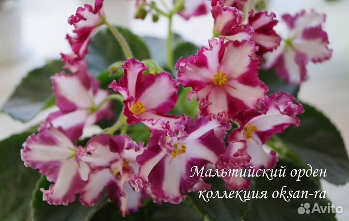 Фиалки детки