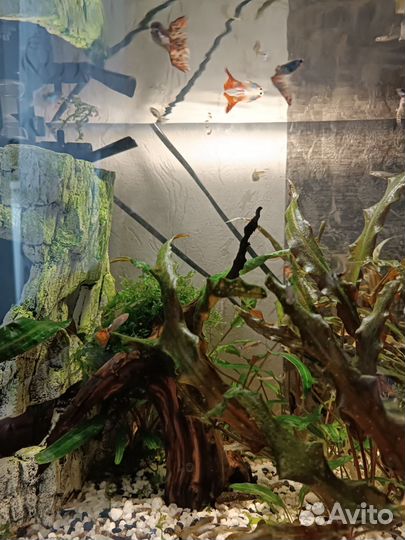 Аквариумные рыбки гуппи