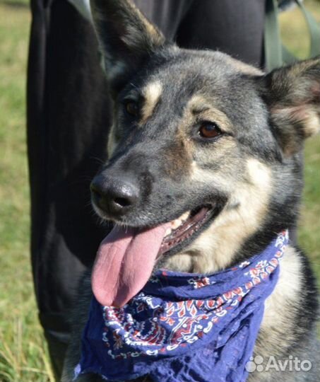 Собака в добрые руки, Ариэль