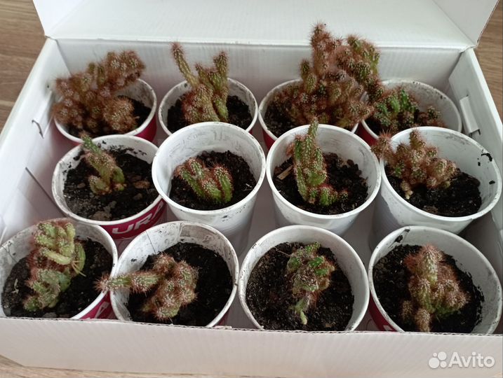 Кактус мягкий и пушистый