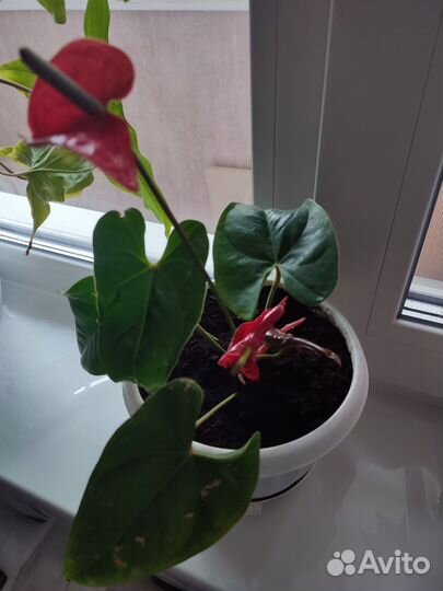 Продам цветы комнатные