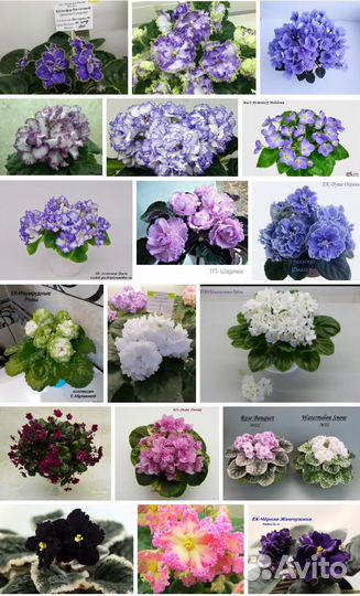 Сортовые фиалки стандарт мини 50 сортов