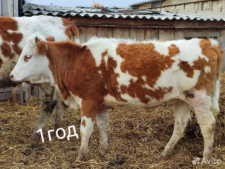 Телята телки