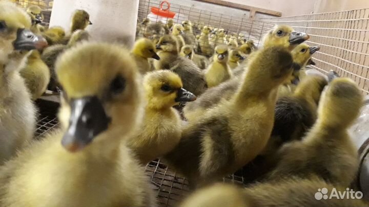 Утята гусята муларды цыплята