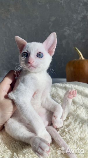 Котята корниш-рекс