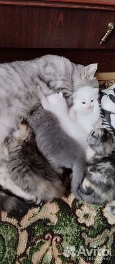 Кошка в дар бесплатно