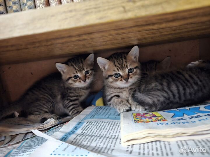 Кошка в дар бесплатно