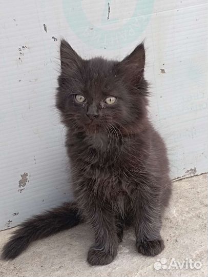 Котята пушистые в добрые руки