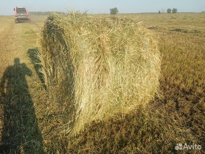 Сено в тюках и рулонах