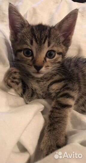 Передержка животных