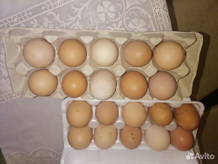 Домашние куриные яйца