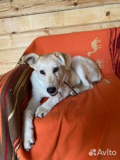 Собака в добрые руки