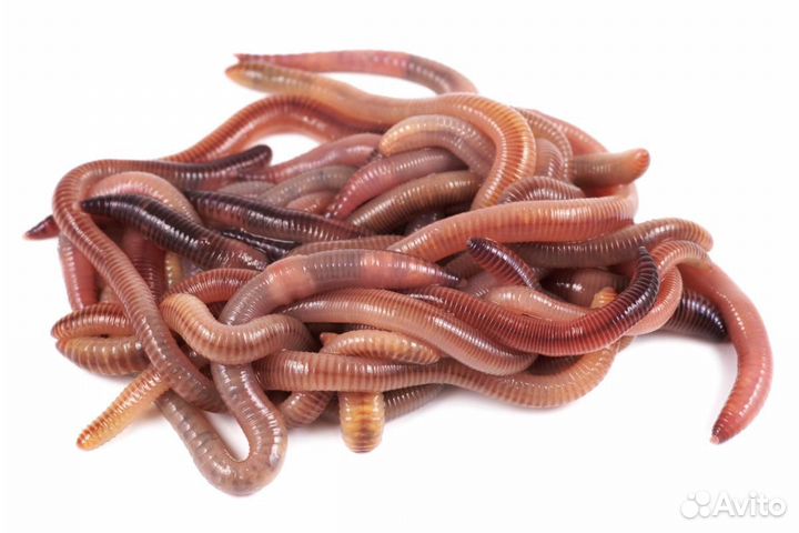 Черви для рыбалки (Дендробена венета)