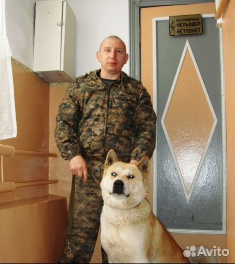 Дрессировка собак