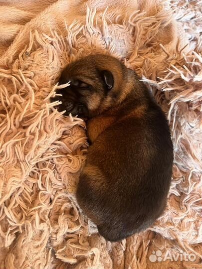 Домашние животные