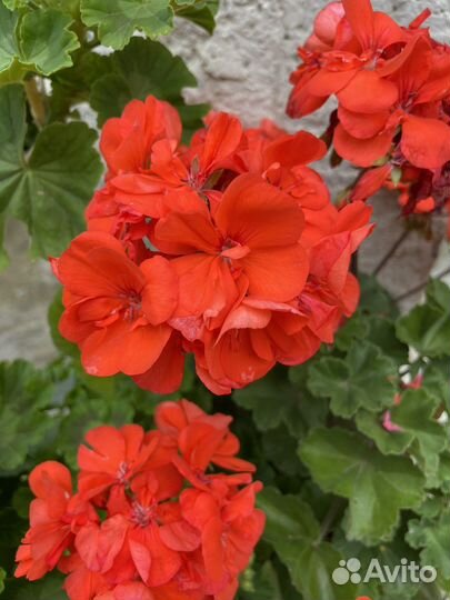 Неукореннённые черенки пеларгонии