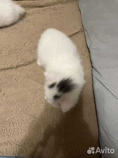 Отдам котят бесплатно