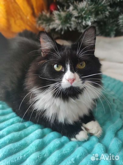 Маркиз в добрые руки)