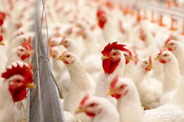 Рабочий на вахту