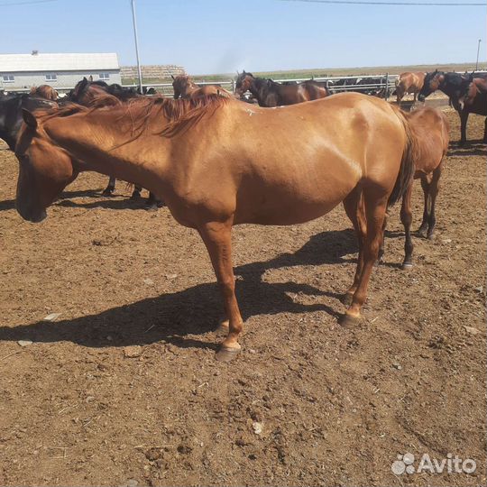 Продажа лошадей
