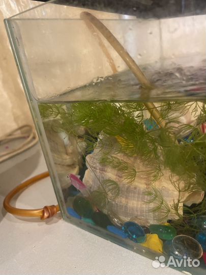 Аквариум с рыбками