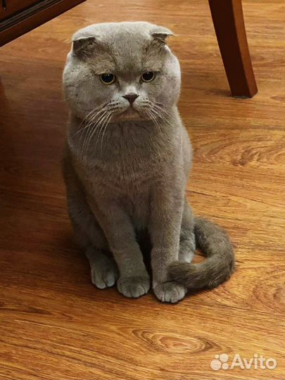 Вязка ищем кошку