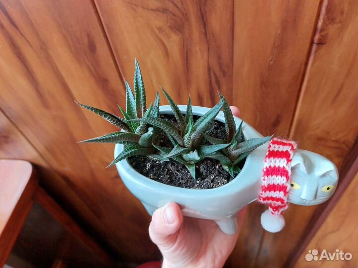 Суккулент и кактуссы