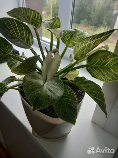 Филодендрон