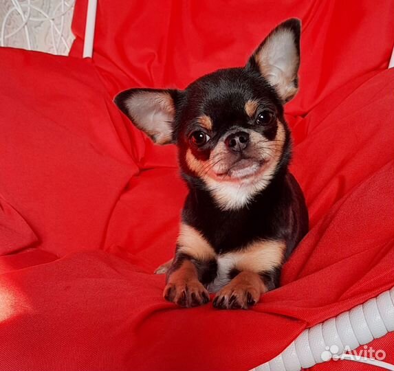 Чихуахуа девочка