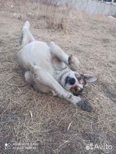 Другие животные