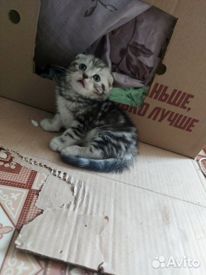 Шотландские котята