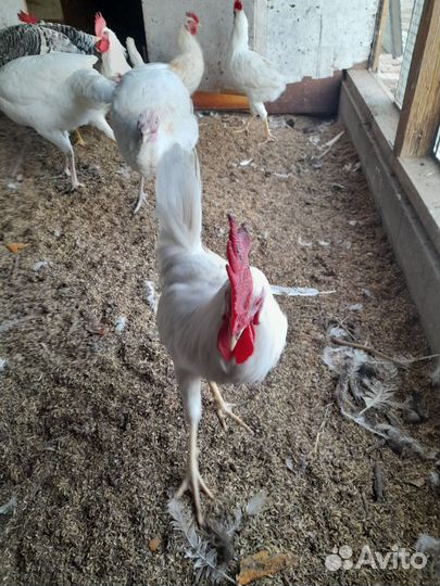 Петух леггорн