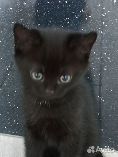 Котята в добрые руки приучены к лотку