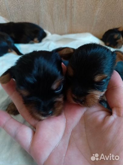 Йоркширский терьер мини щеночки