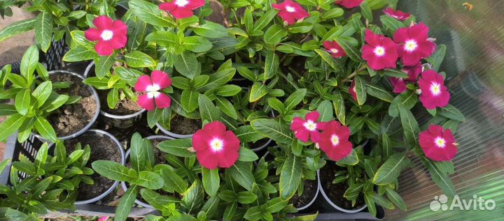 Катарантус