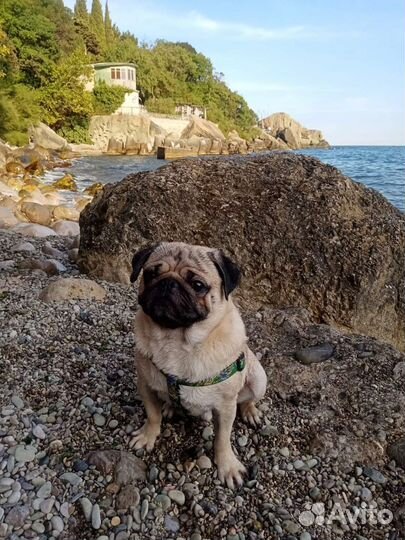 Мопс мальчик вязка