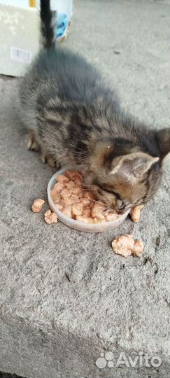 Котёнок бесплатно