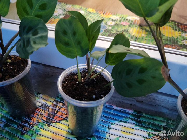 Маранта домашняя, не Голландия, укорененная