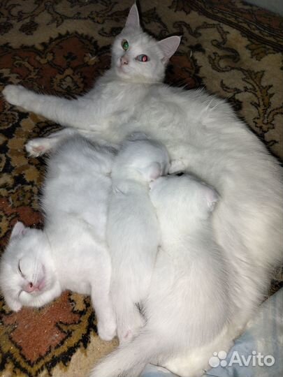 Котята в добрые руки бесплатно