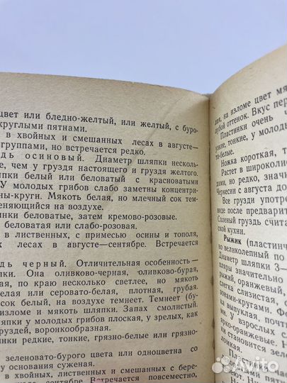 Грибы на Ставрополье