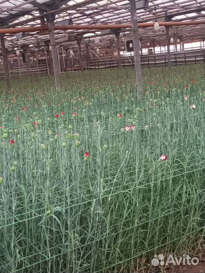 Цветы с доставкой