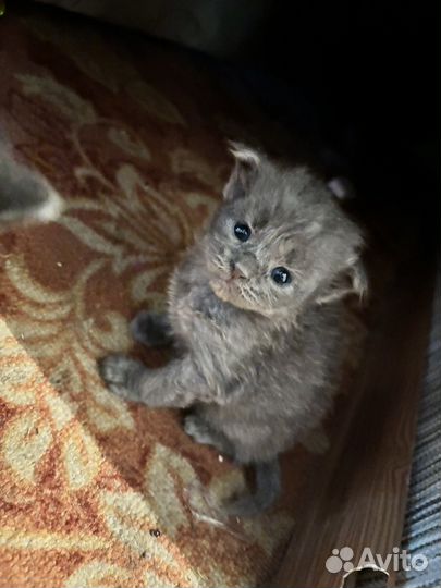 Шотландская вислоухая