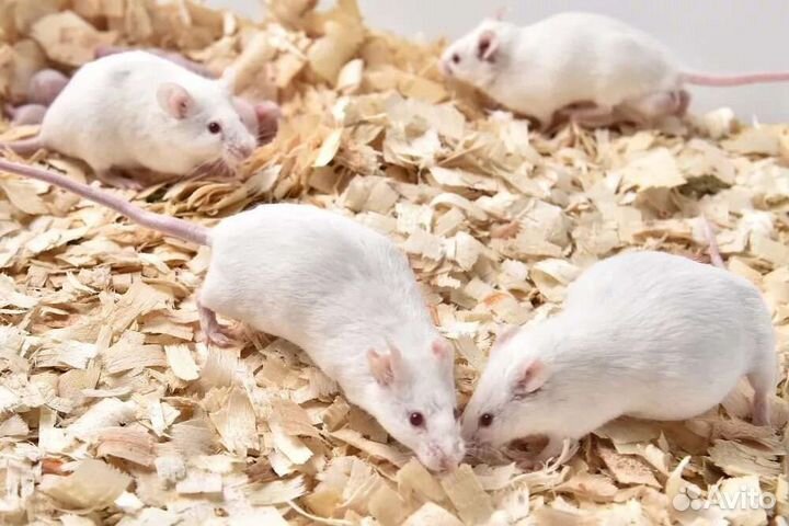 Кормовые мыши, крысы, цыплята, перепелки