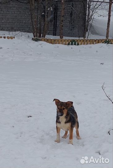 Щенодевочка в добрые руки