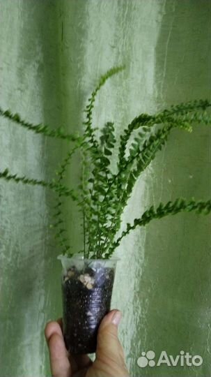 Комнатные растения